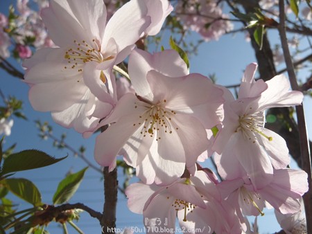 150331-桜 (13)