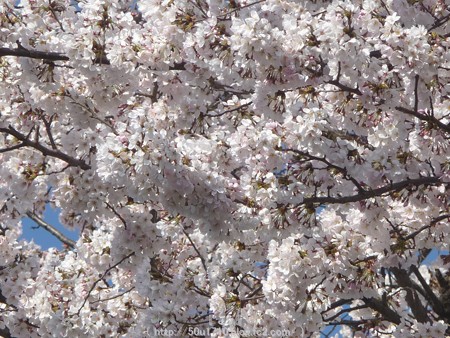 150331-桜 海軍道路 (4)