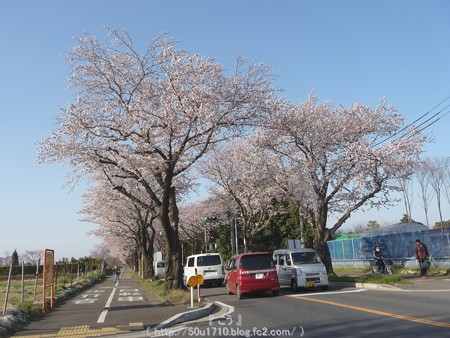 150331-桜 海軍道路 (6)