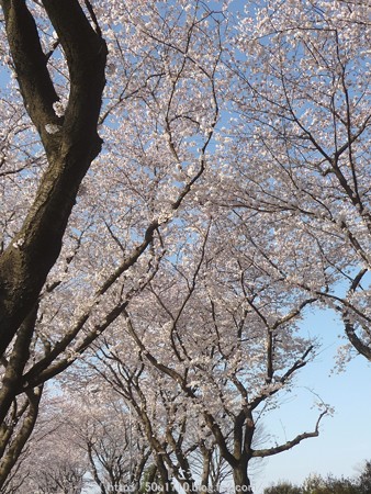 150331-桜 海軍道路 (13)
