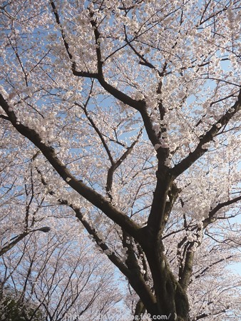 150331-桜 海軍道路 (14)