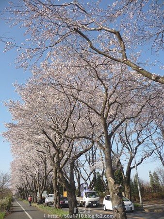 150331-桜 海軍道路 (19)