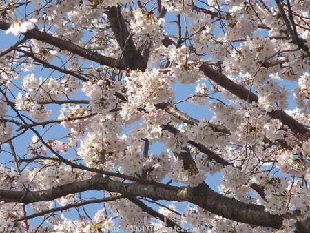 150331-桜 海軍道路 (26)