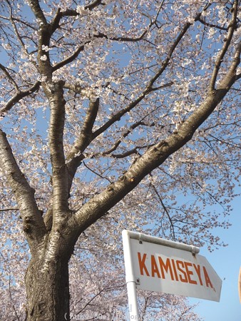 150331-桜 海軍道路 (28)