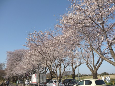 150331-桜 海軍道路 (29)