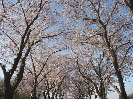 150331-桜 海軍道路 (36)