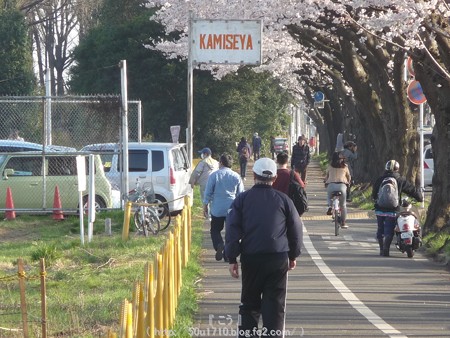 150331-桜 海軍道路 (51)