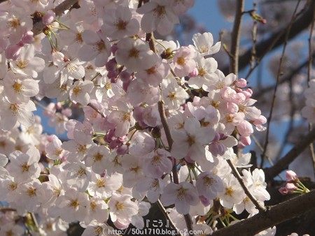 150331-桜 海軍道路 (68)