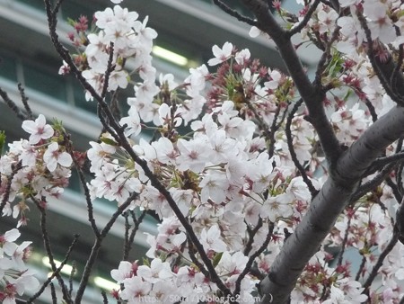 150404-MM21 (10)