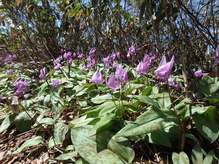 P4260050