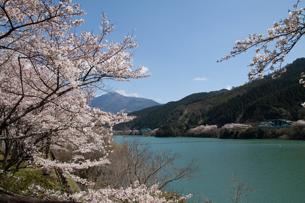 市房ダム湖と桜