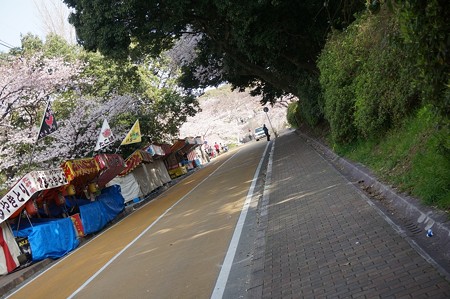 2015年3月30日 西公園 桜 福岡 さくら 写真 (10)