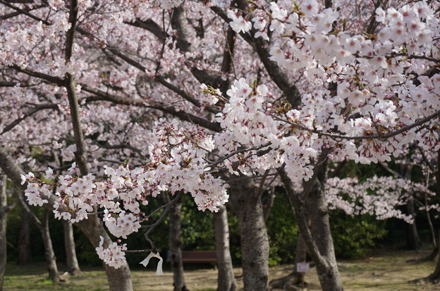 2015年3月30日 西公園 桜 福岡 さくら 写真 (16)