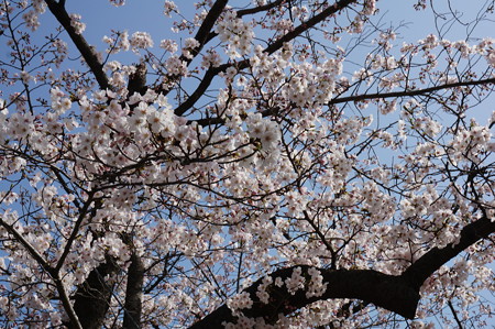2015年3月30日 西公園 桜 福岡 さくら 写真 (20)