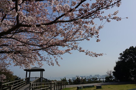 2015年3月30日 西公園 桜 福岡 さくら 写真 (51)