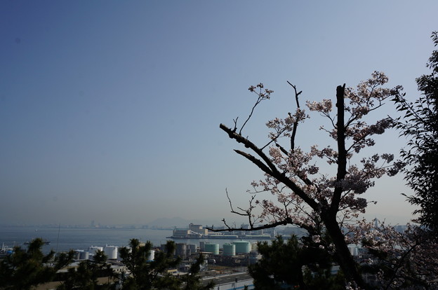 2015年3月30日 西公園 桜 福岡 さくら 写真 (64)