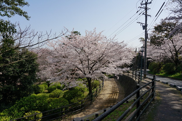 2015年3月30日 西公園 桜 福岡 さくら 写真 (76)