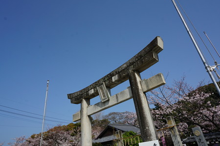 2015年3月30日 西公園 桜 福岡 さくら 写真 (110)