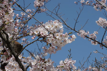 2015年3月30日 西公園 桜 福岡 さくら 写真 (113)