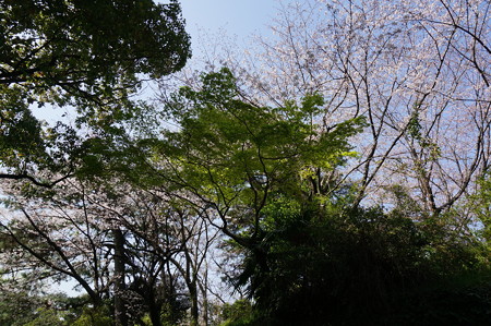 2015年3月30日 西公園 桜 福岡 さくら 写真 (124)