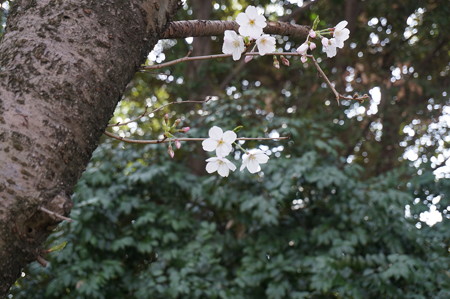 2015年3月30日 西公園 桜 福岡 さくら 写真 (136)