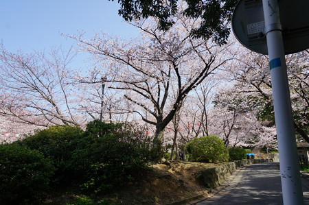 2015年3月30日 西公園 桜 福岡 さくら 写真 (140)