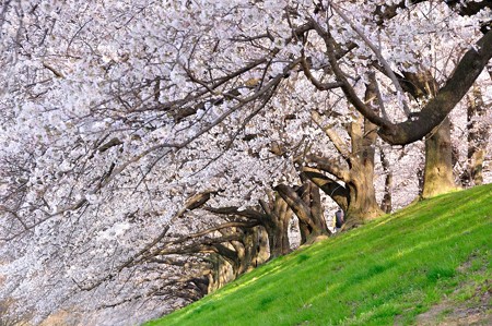 八幡市 背割堤の桜並木