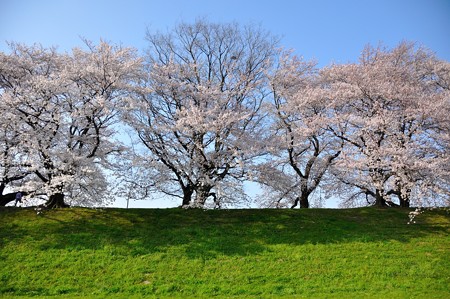 八幡市 背割堤の桜並木
