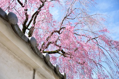 恵福寺の枝垂れ桜