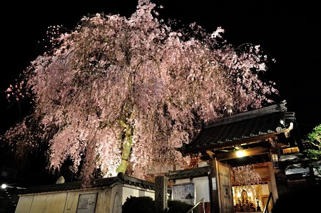 恵福寺　夜桜ライトアップ
