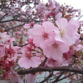 Photos: sakura