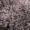 Photos: 東寺の桜8
