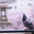 Photos: 桜鳩