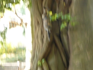 木登り