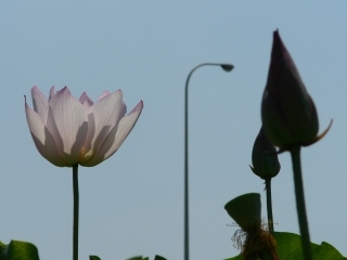 蓮2