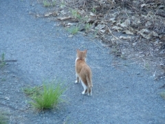 歩く