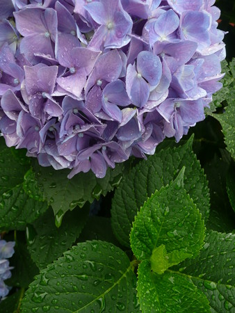 紫陽花02