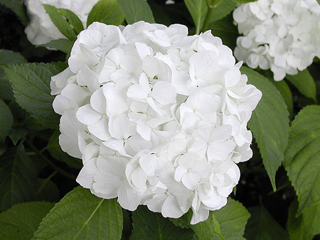 紫陽花 白