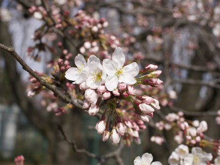 野川公園