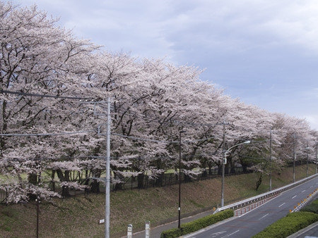 東八道路沿い