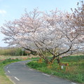 石川畔の桜 (3)