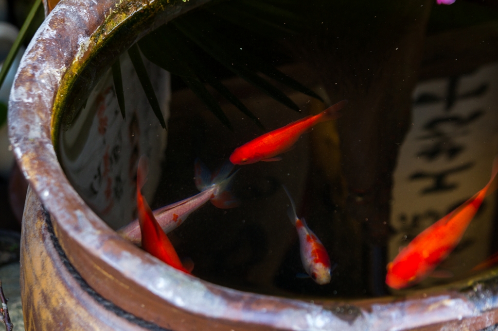 IMG_9603 写真: IMG_9603