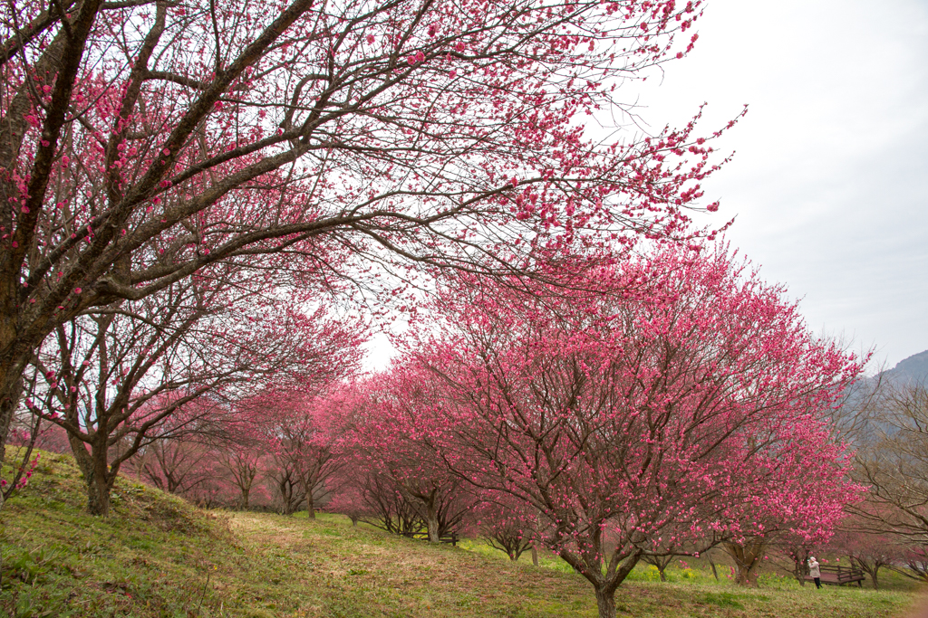 写真: IMG_2403