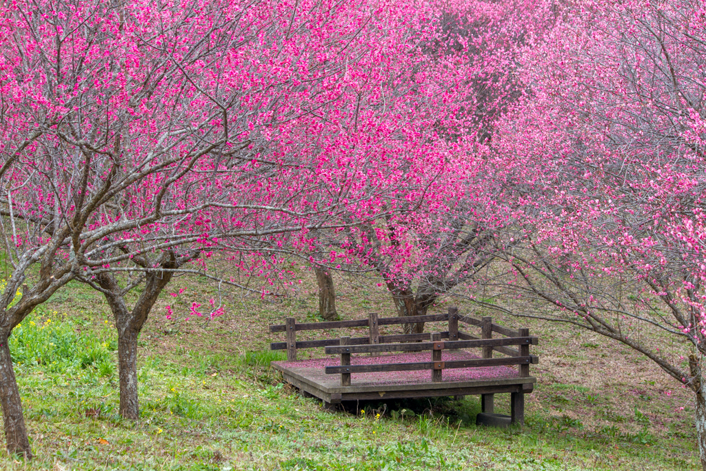 写真: IMG_2451