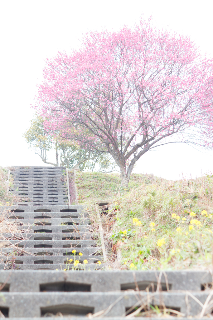 写真: IMG_2463