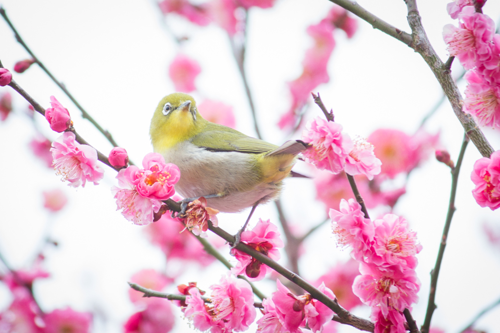 写真: IMG_2492