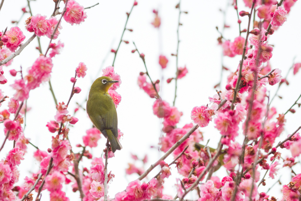 写真: IMG_2611