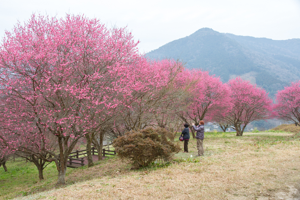 写真: IMG_2833