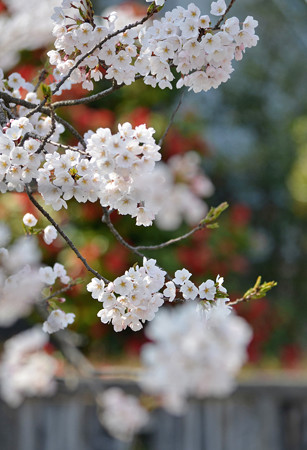 150412桜10