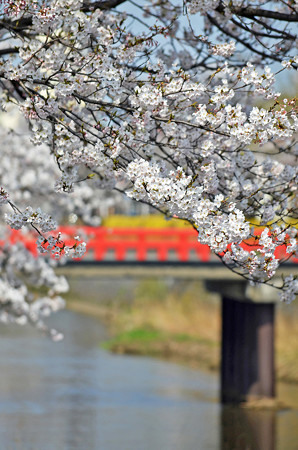150412桜14